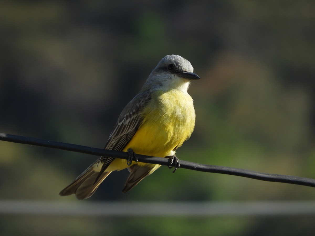 Tropical Kingbird - Gerardo de Jasús Cartas Heredia