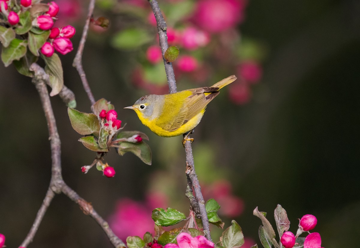 Nashville Warbler - ML569592771