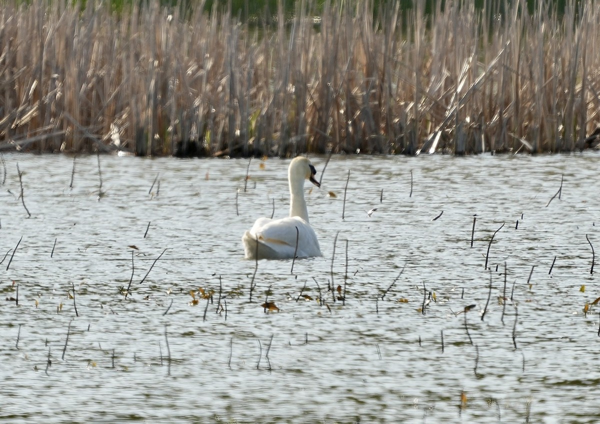 Mute Swan - Anthony Schlencker