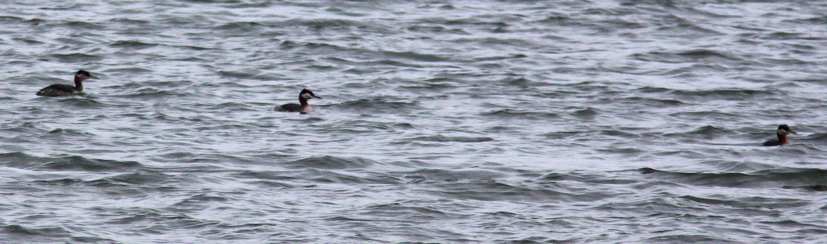 Red-necked Grebe - ML56959471