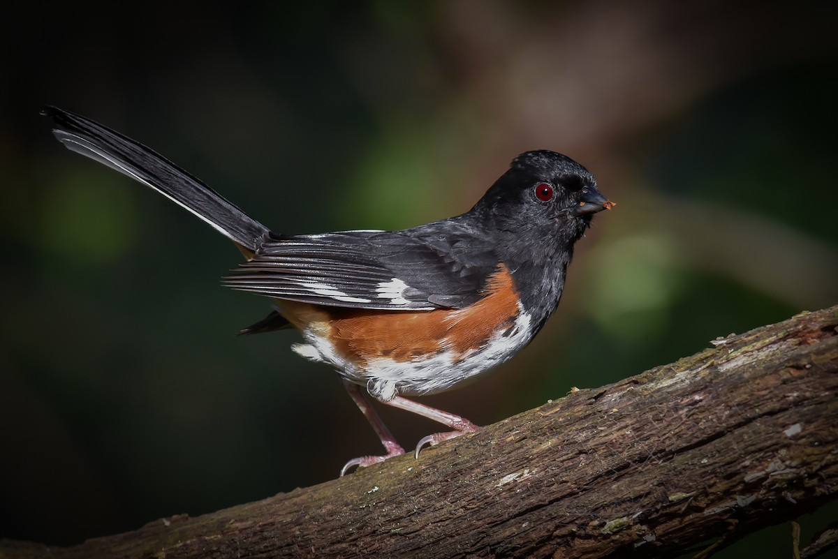 Eastern Towhee - ML569596111