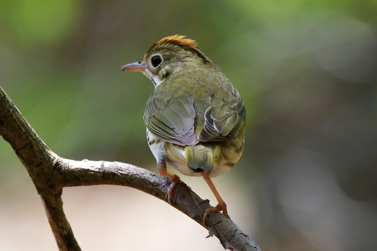 Ovenbird - ML569597151