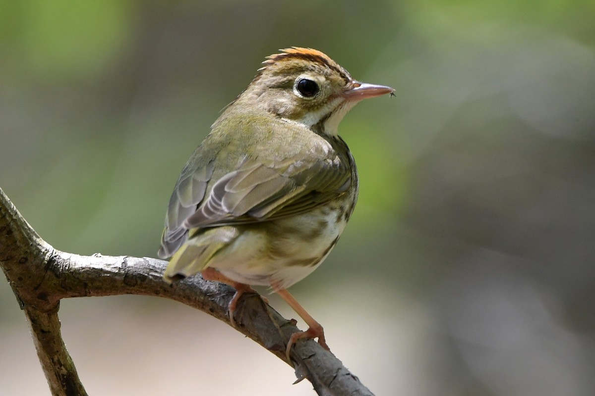 Ovenbird - ML569597241