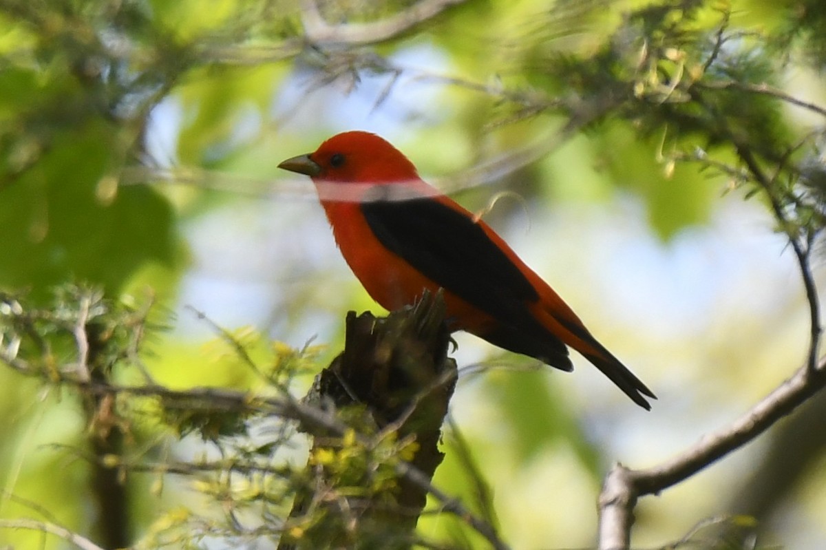 Scarlet Tanager - ML569597611
