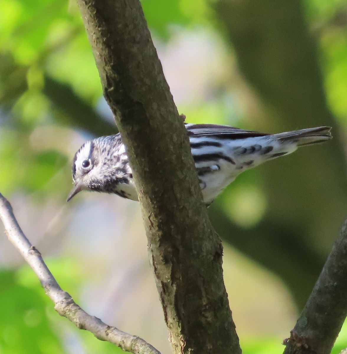 Black-and-white Warbler - ML569597631