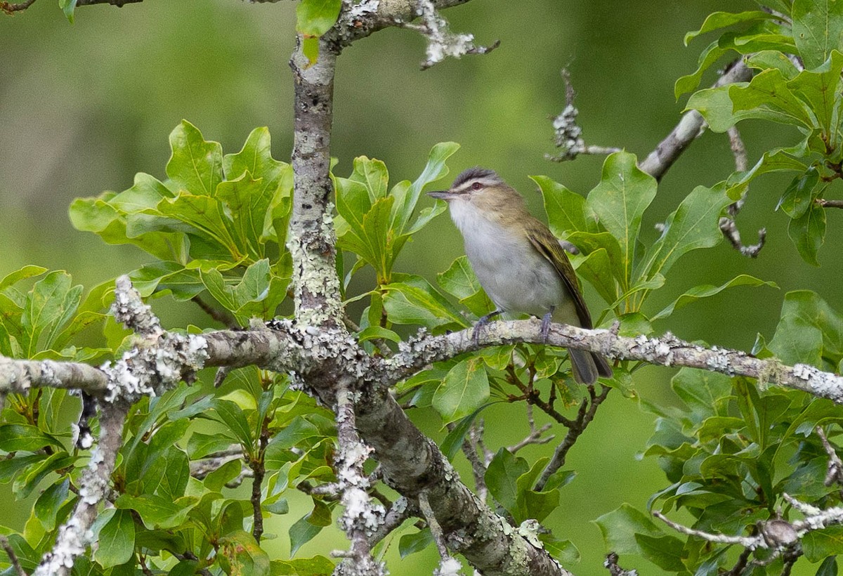 Red-eyed Vireo - Dana Miller