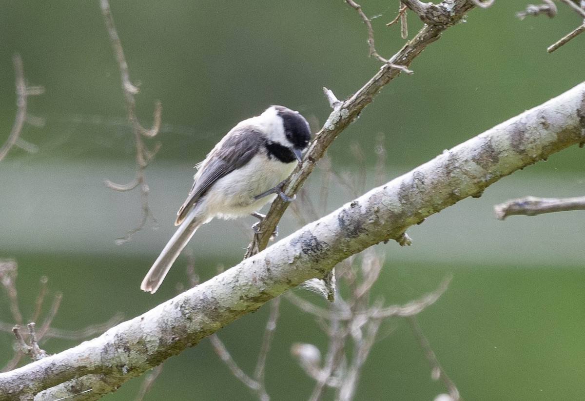 Carolina Chickadee - ML569597941