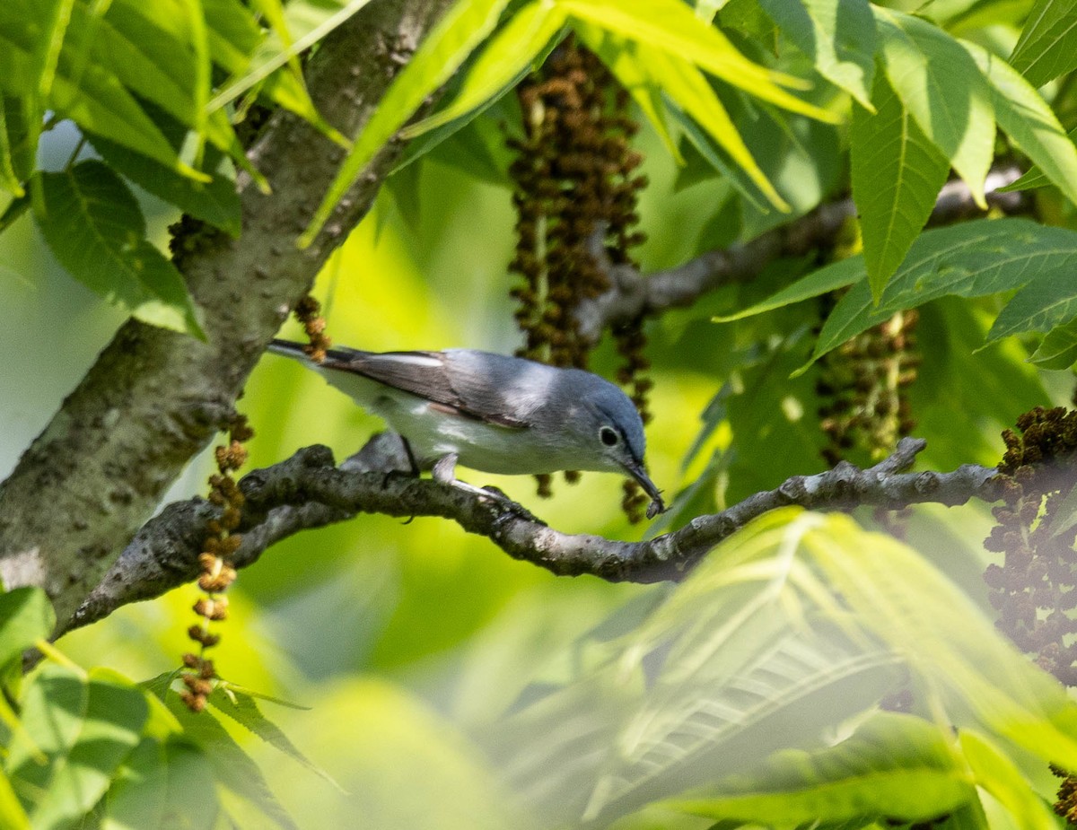 Blue-gray Gnatcatcher - ML569598041