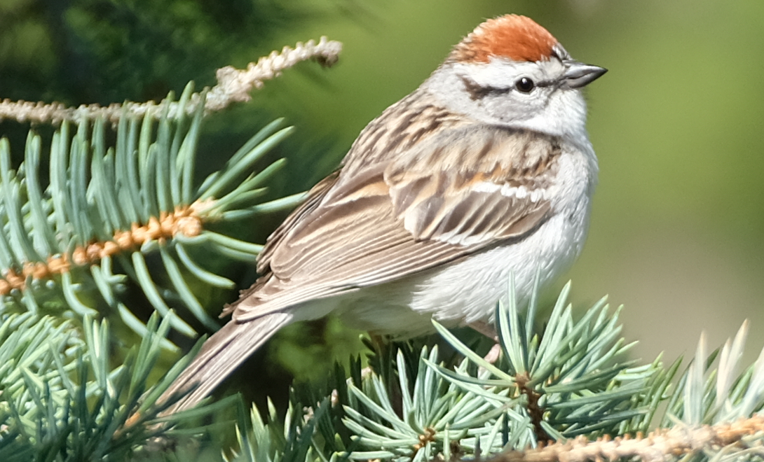 Chipping Sparrow - Christian Gendreau