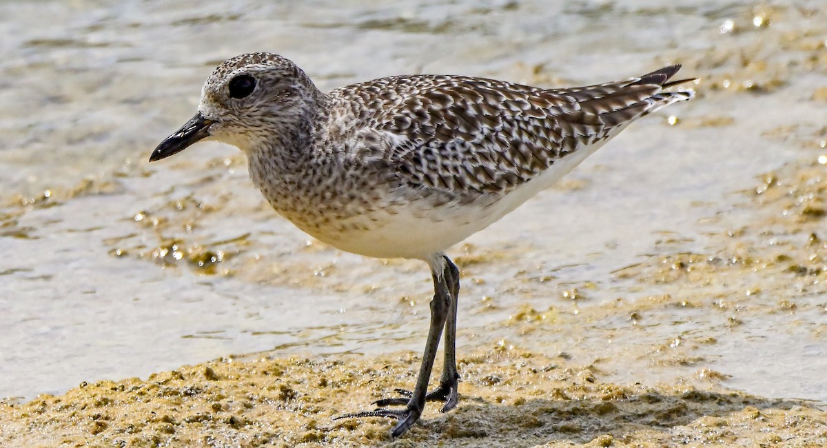 Black-bellied Plover - ML569601371