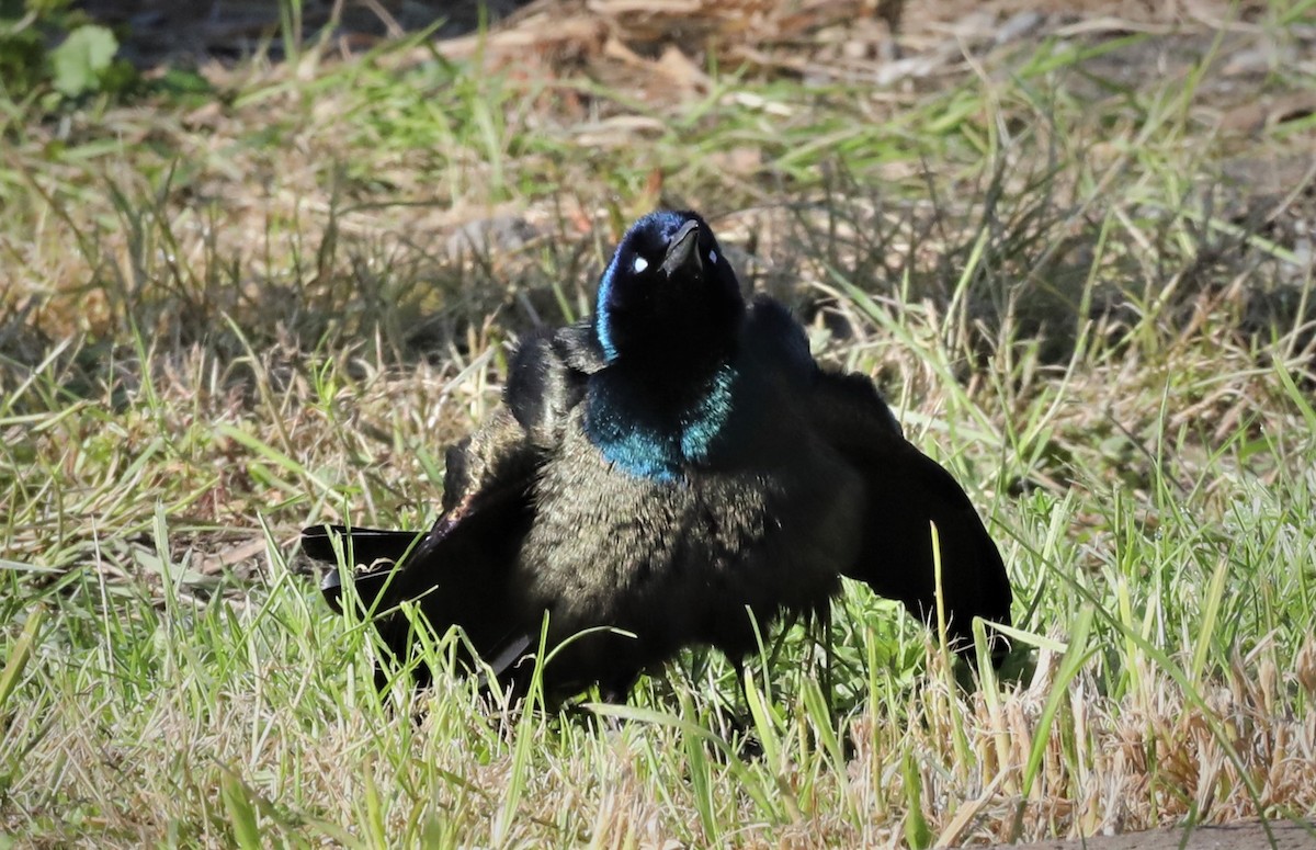 Common Grackle - Kerry Ross