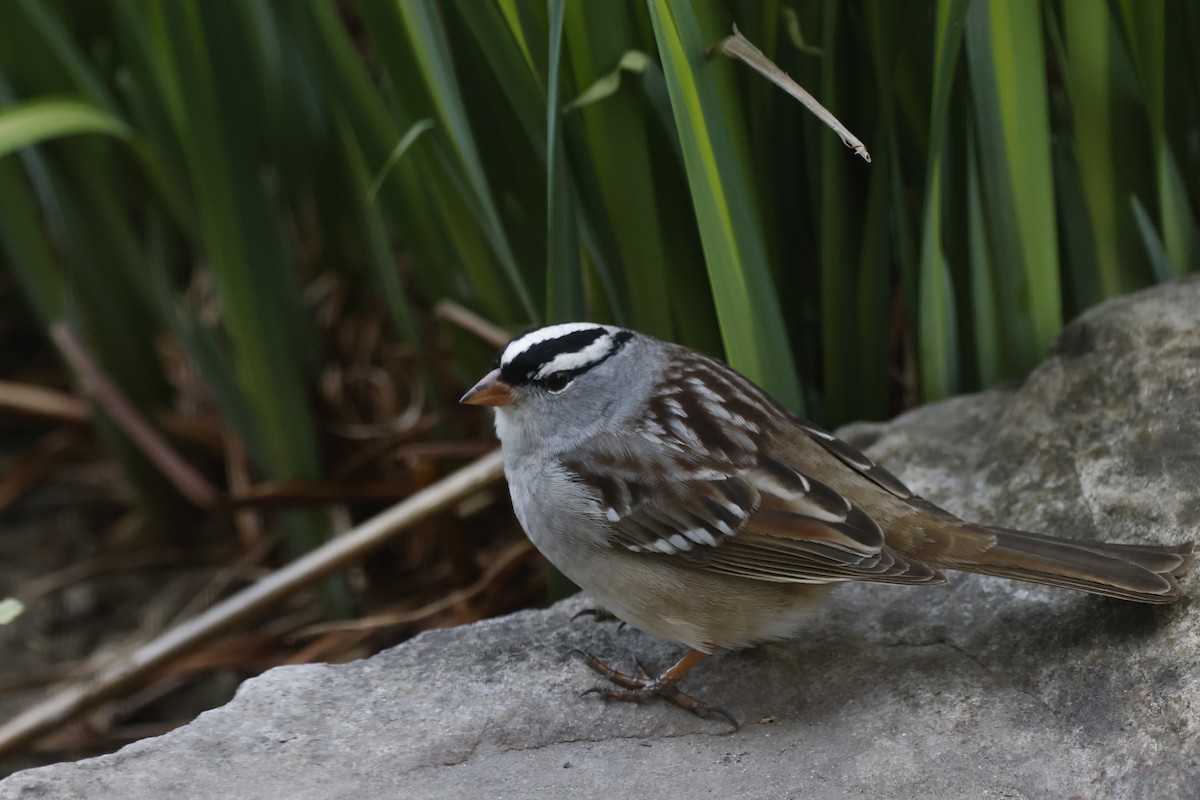 White-crowned Sparrow - Marie Provost