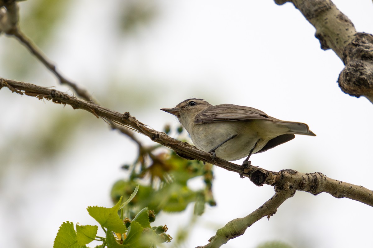 Warbling Vireo - ML569603271