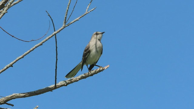 Northern Mockingbird - ML569603311