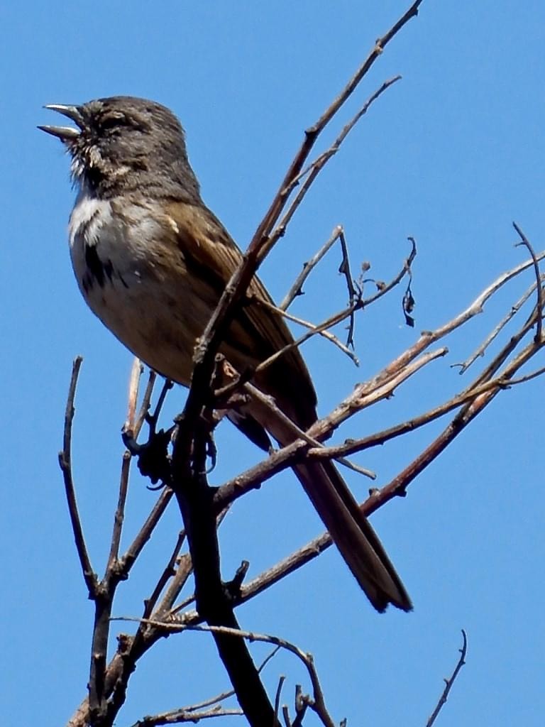 Bell's Sparrow - ML569605061