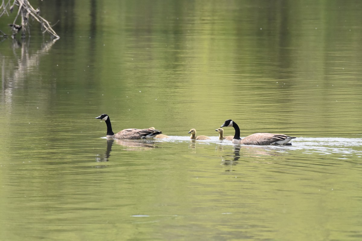 Canada Goose - ML569606081