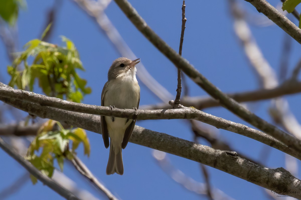 Warbling Vireo - ML569606811