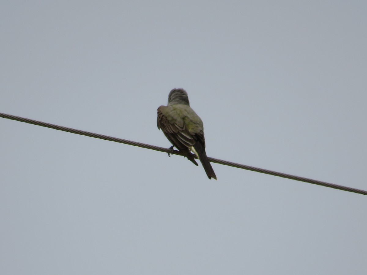 Western Kingbird - ML569607201