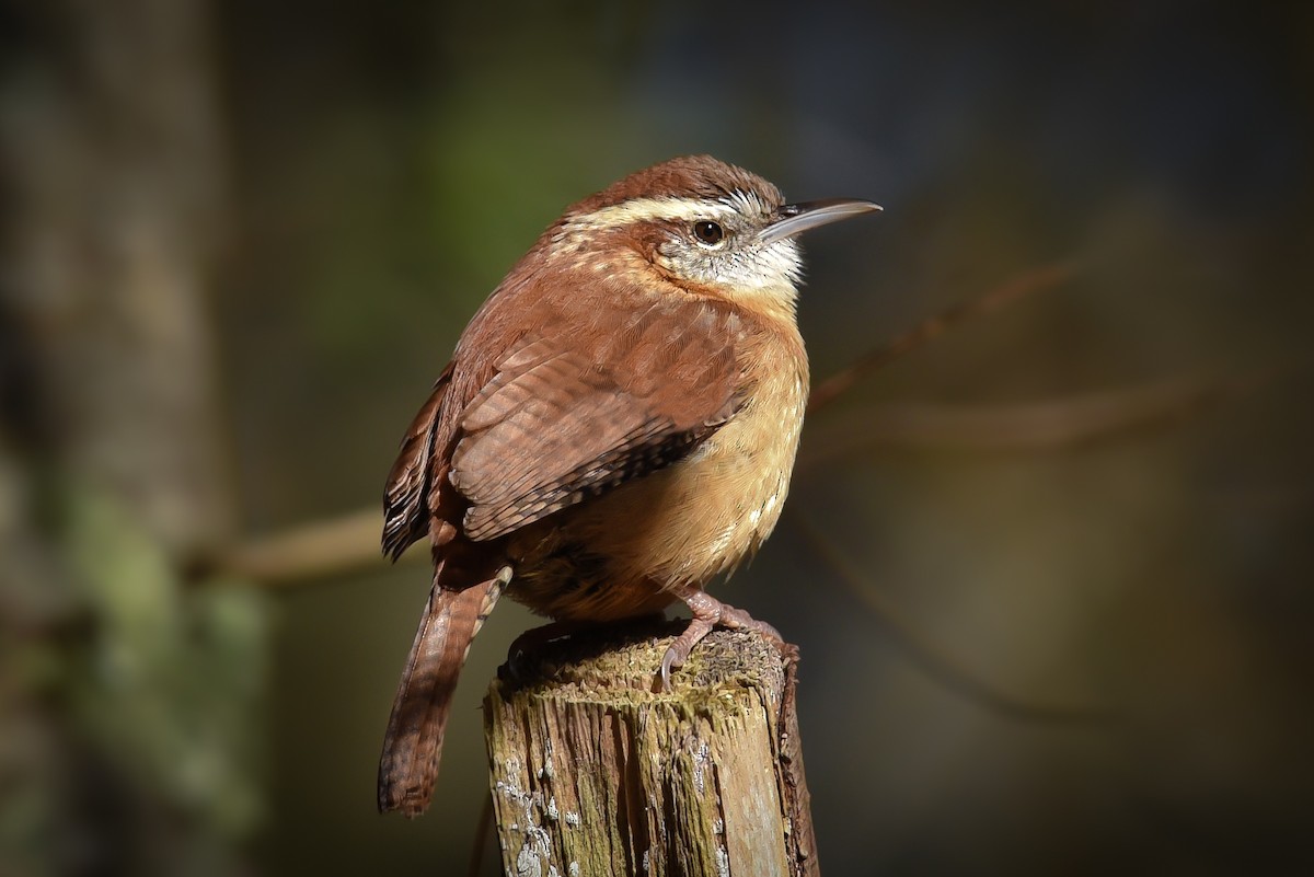 Carolina Wren - ML569607361