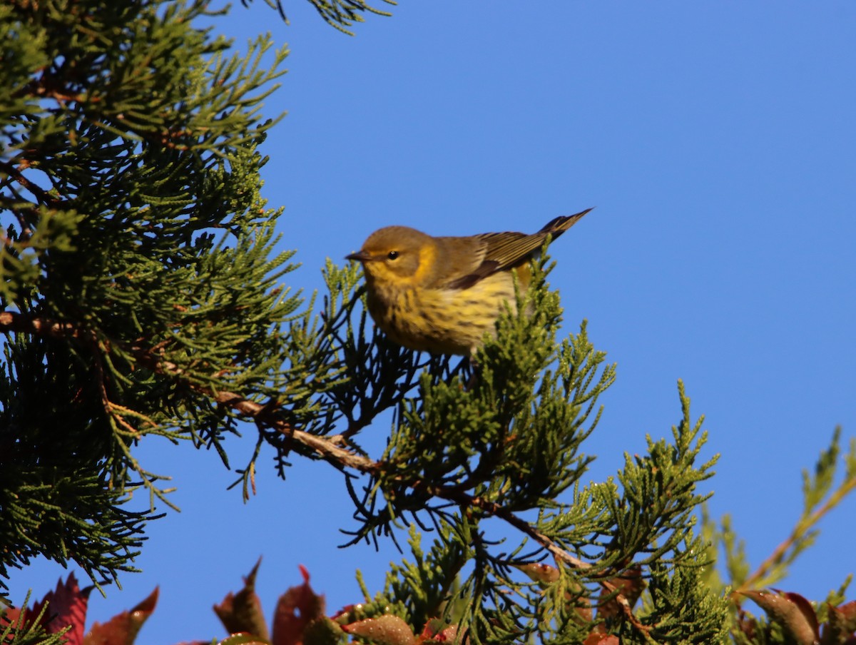 Cape May Warbler - ML569607861