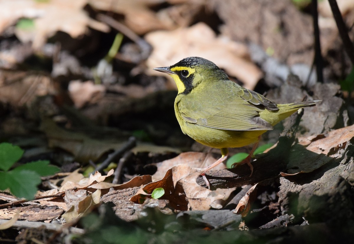 Kentucky Warbler - Andy Reago &  Chrissy McClarren