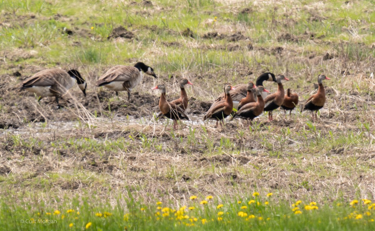 Black-bellied Whistling-Duck - Curt Morgan