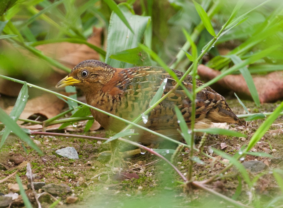 Red-backed Buttonquail - ML56960981