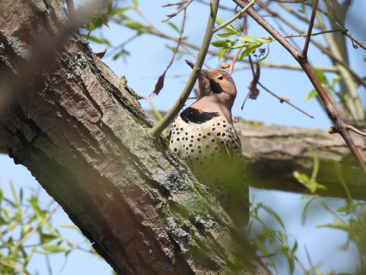Northern Flicker (Yellow-shafted) - ML569610261