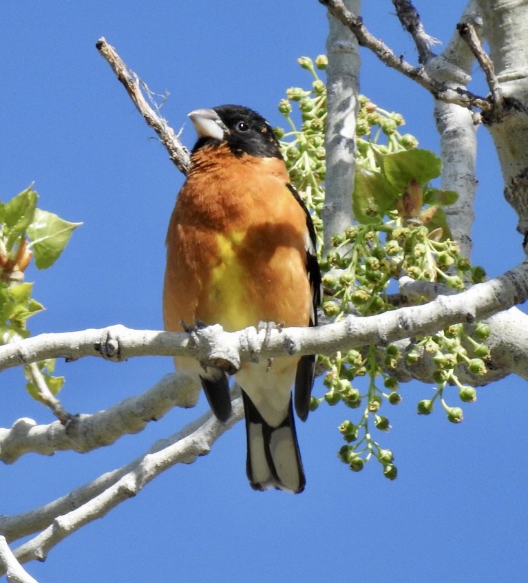 Black-headed Grosbeak - ML569611321