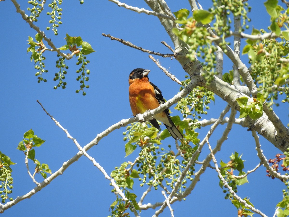 Black-headed Grosbeak - ML569611331