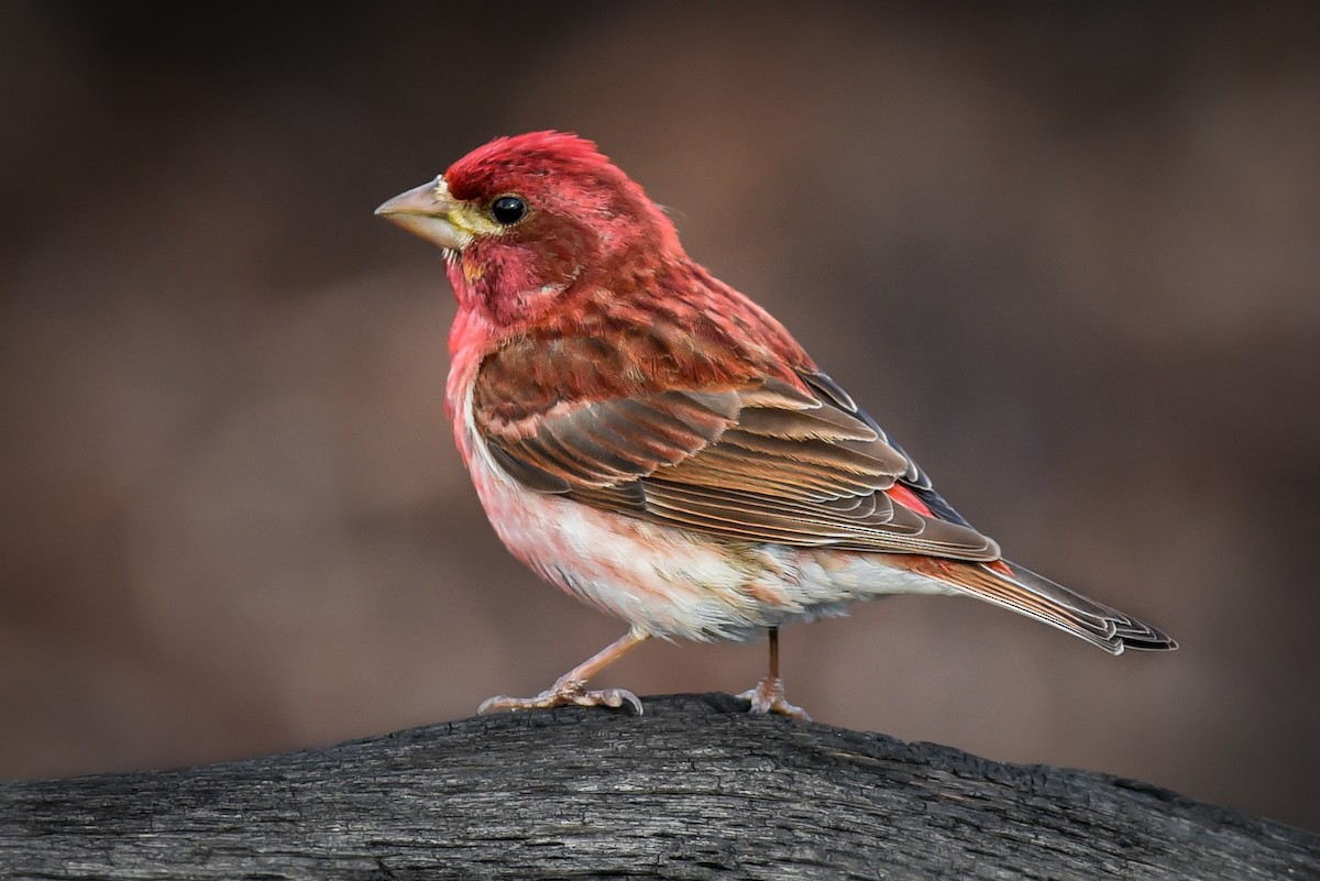 Purple Finch - ML569612421