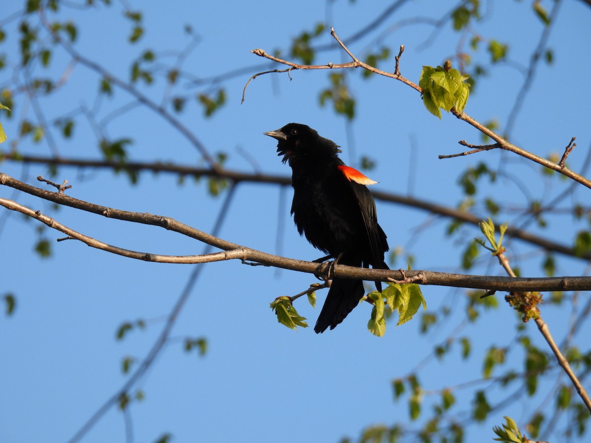 Red-winged Blackbird - Joe McGill