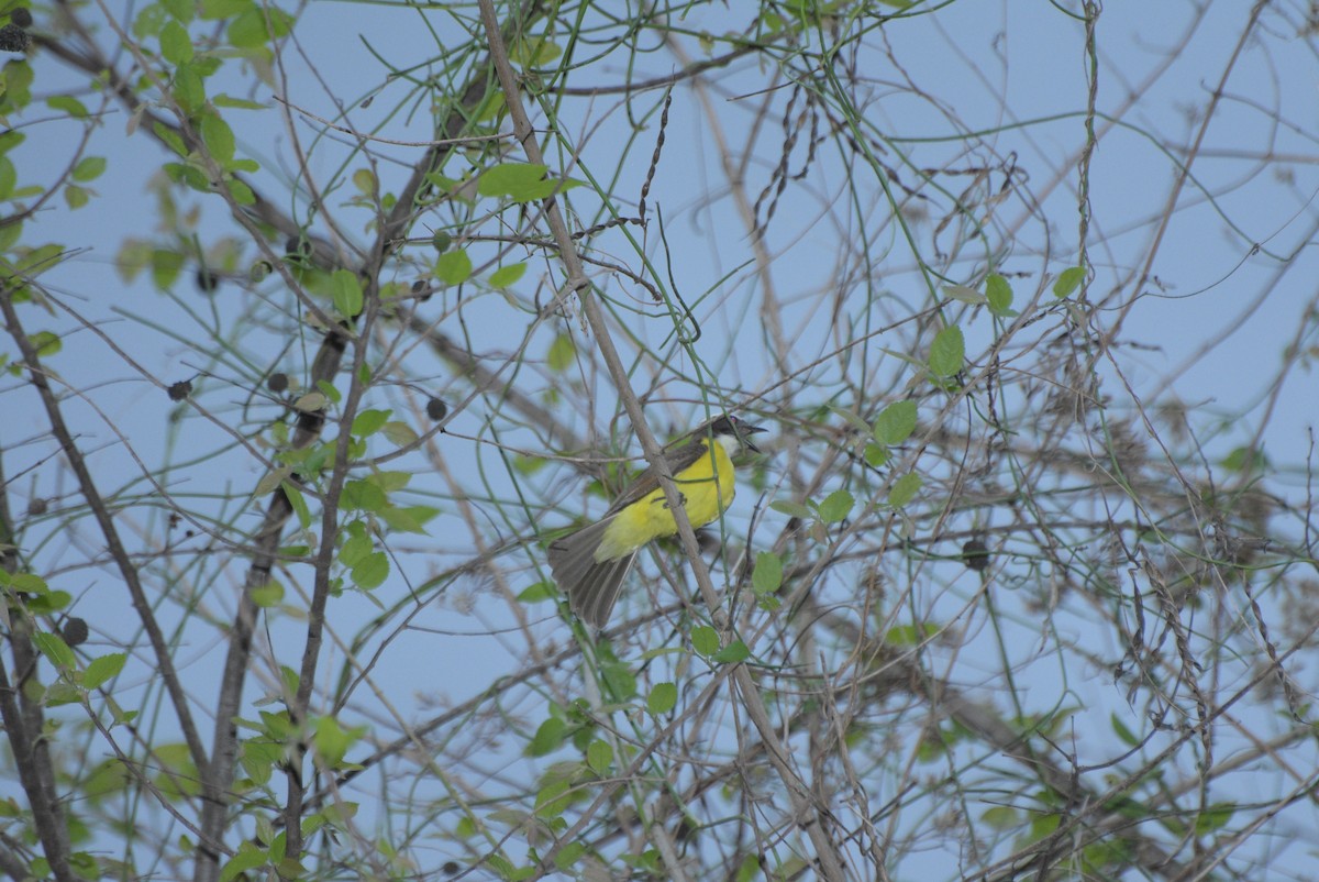 Rusty-margined Flycatcher - ML569614001