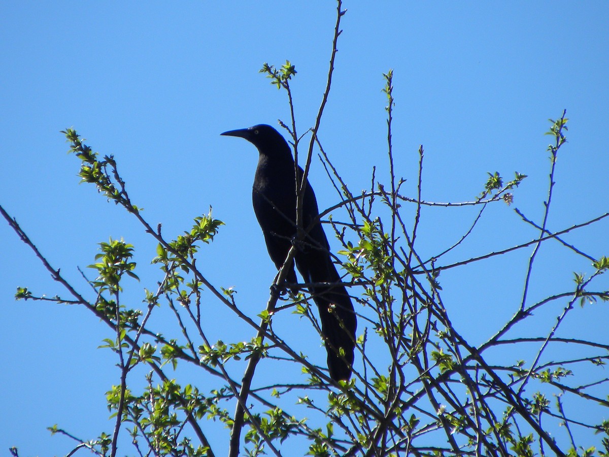 Great-tailed Grackle - ML56961501