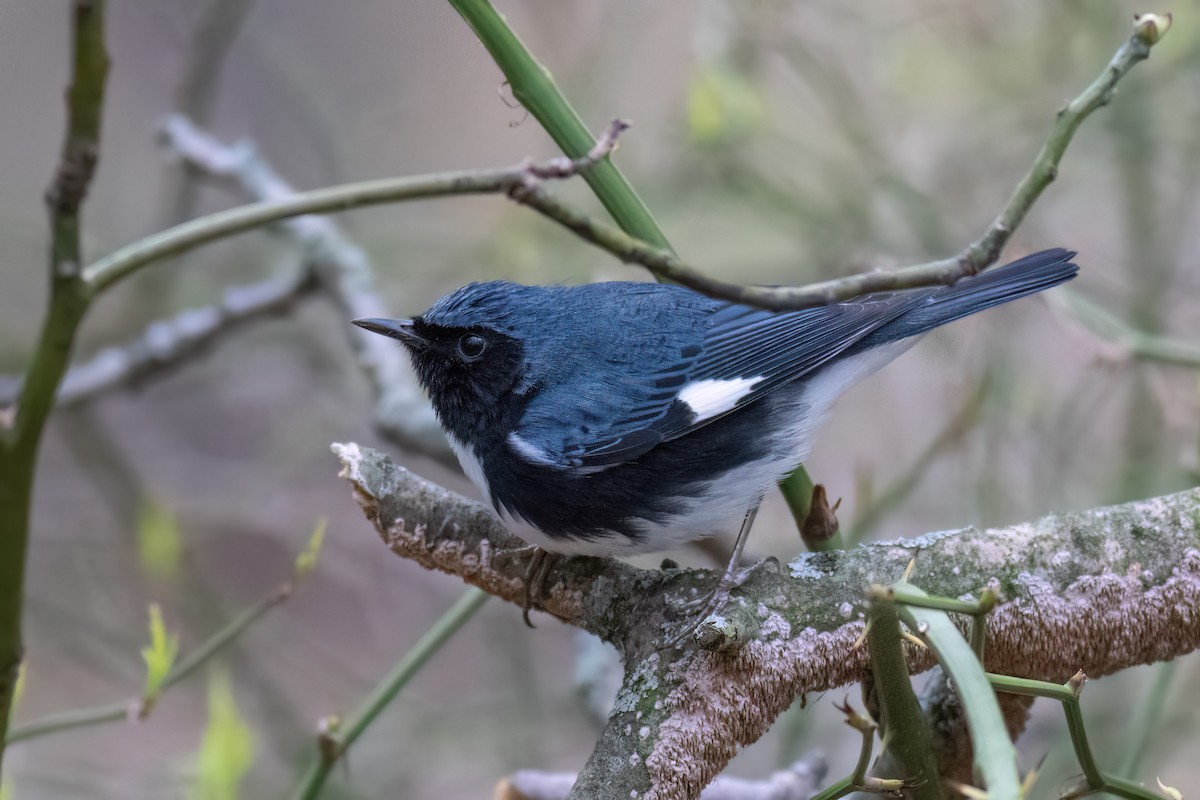 Black-throated Blue Warbler - ML569615301