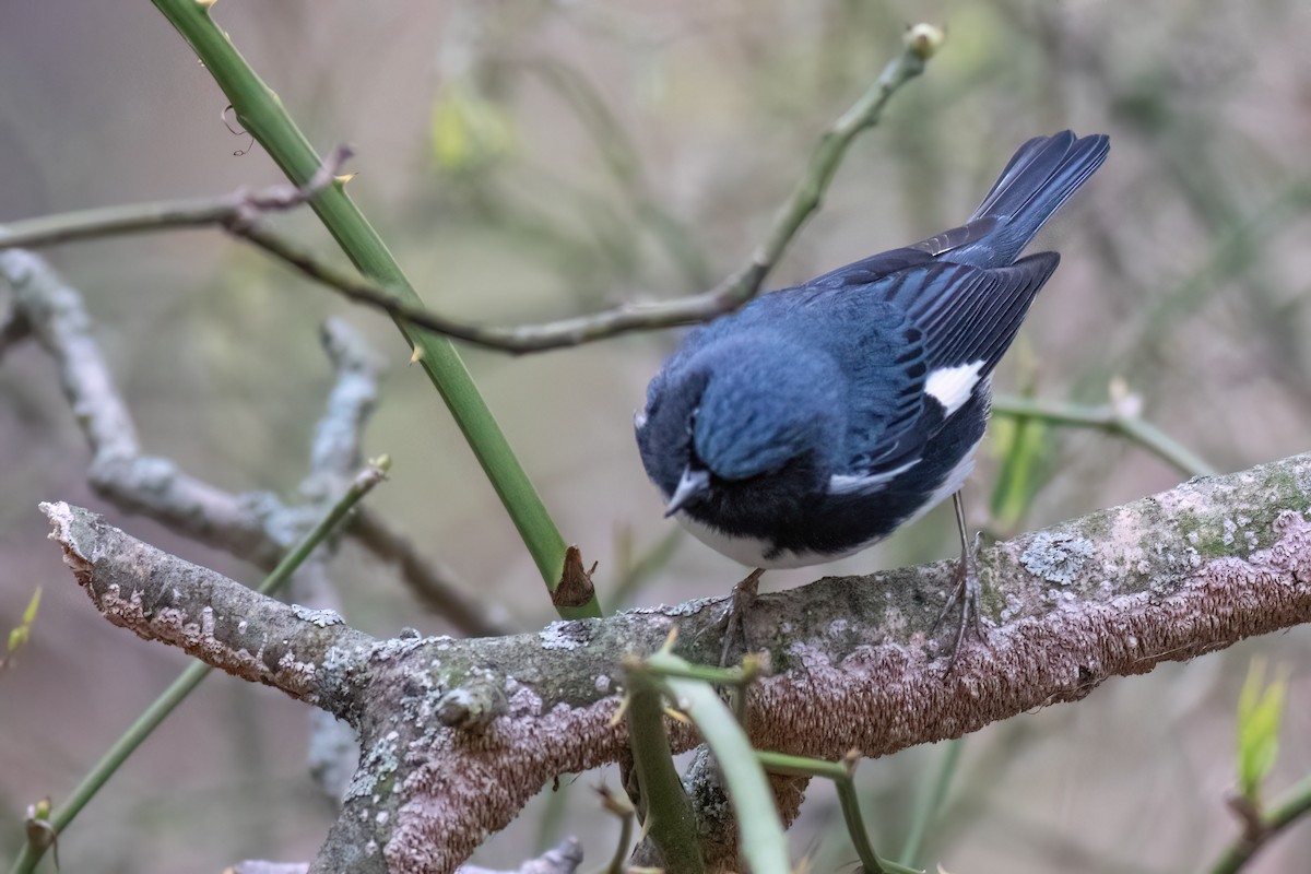 Black-throated Blue Warbler - ML569615311