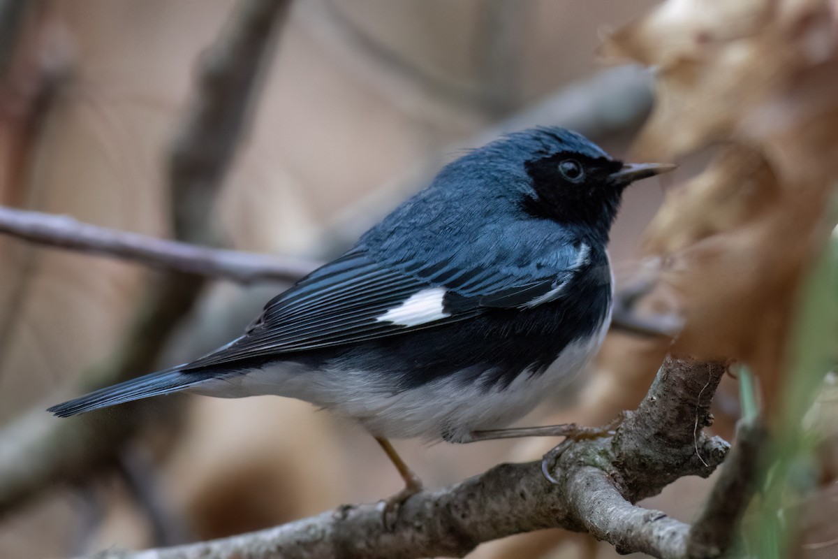 Black-throated Blue Warbler - ML569615321