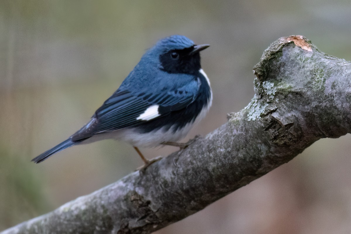 Black-throated Blue Warbler - ML569615331