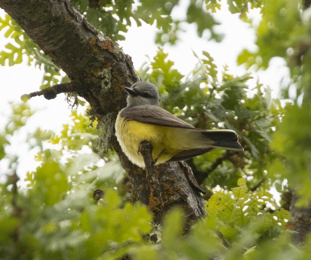 Western Kingbird - ML569615621