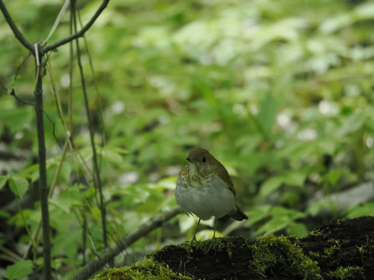 Veery - ML569616201