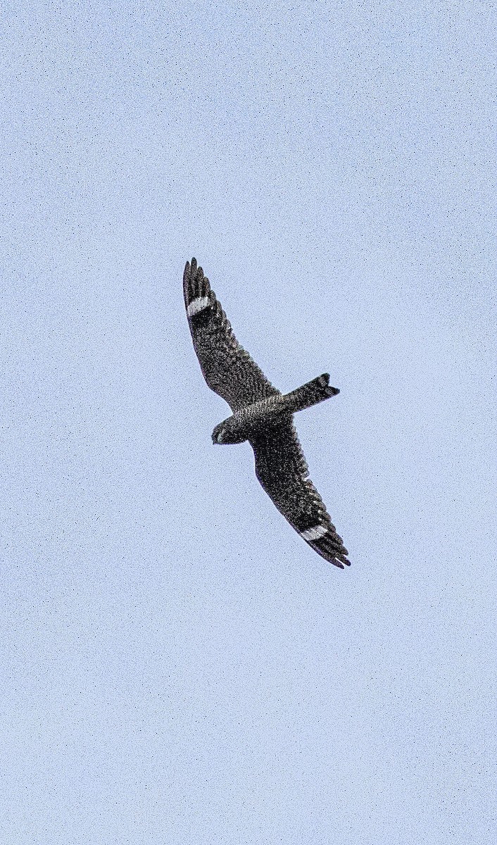 Lesser Nighthawk - ML569616731