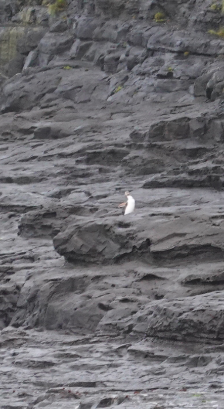 Yellow-eyed Penguin - ML569618041