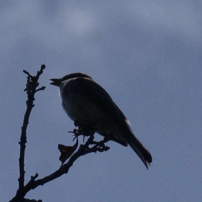 Eastern Phoebe - Harold Erland