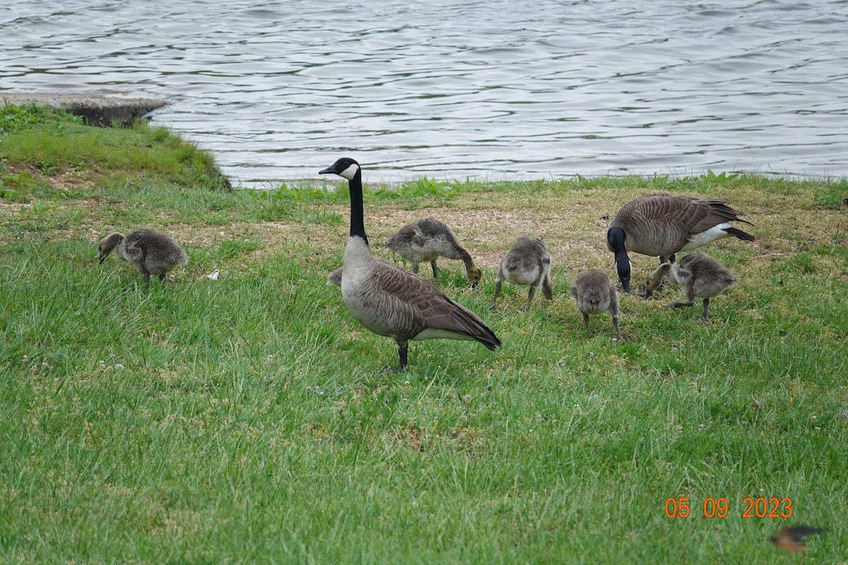 Canada Goose - Jerry Hemmersmeyer