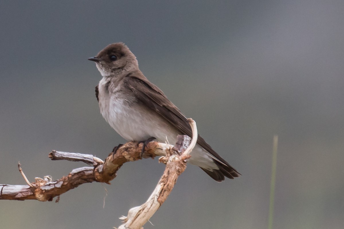 Northern Rough-winged Swallow - ML56961981