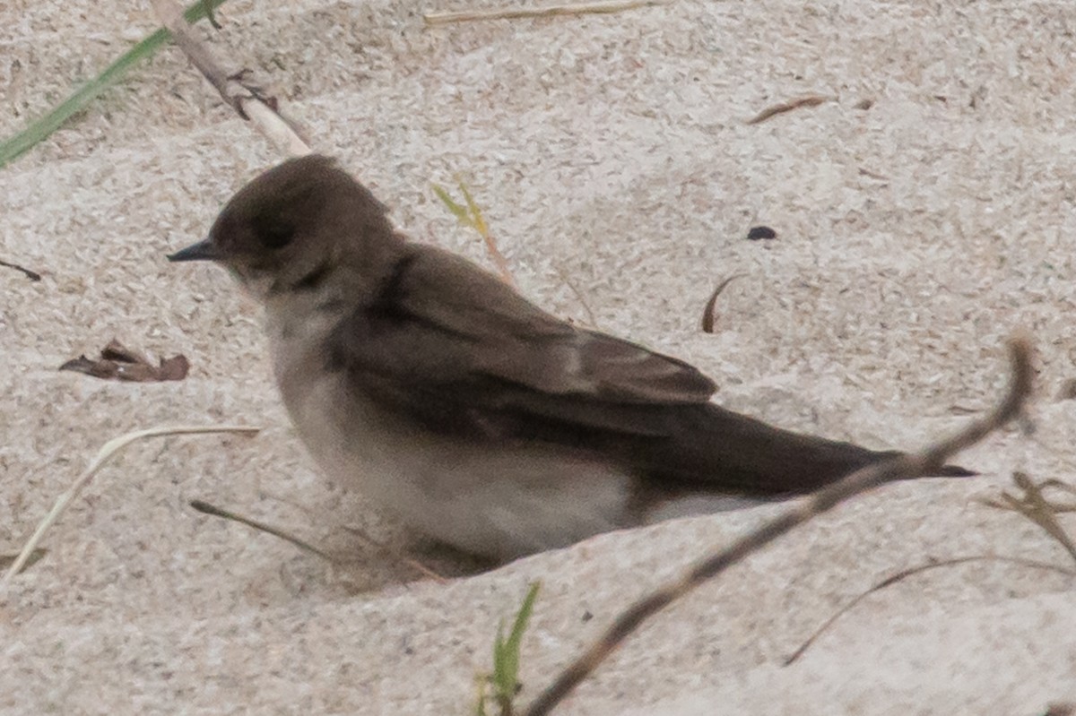 Northern Rough-winged Swallow - ML56961991