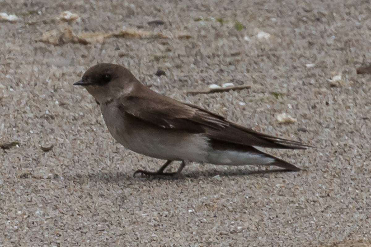 Northern Rough-winged Swallow - ML56962001