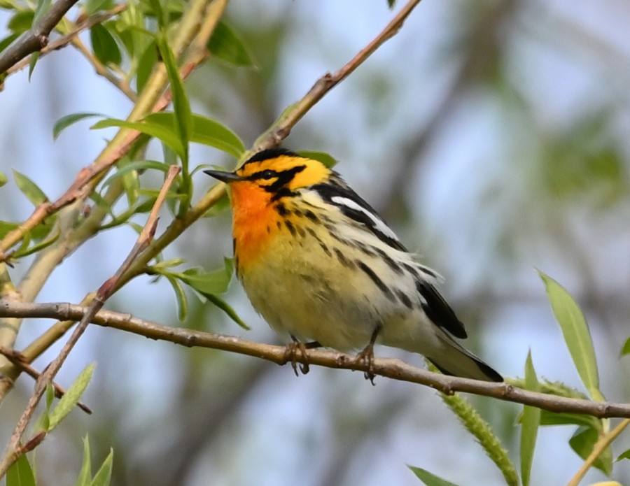 Blackburnian Warbler - ML569620771