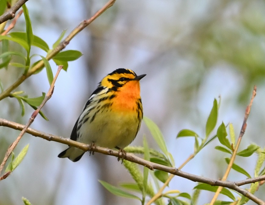 Blackburnian Warbler - ML569620791