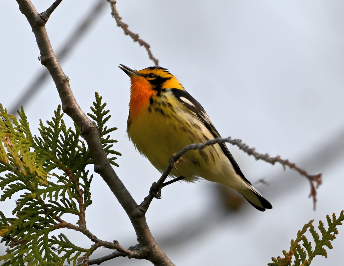 Blackburnian Warbler - ML569620811